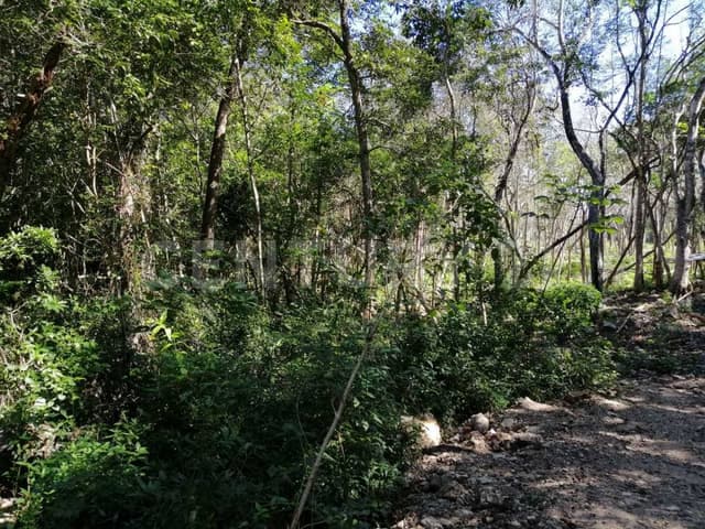 Terreno Carretera Tulum - Coba Km 10