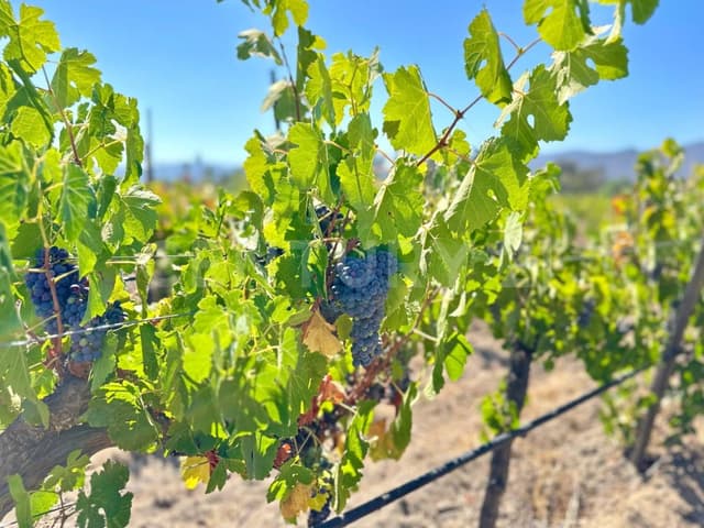 VIÑEDO EN VENTA, FCO ZARCO, VALLE DE GUADALUPE, ENSENADA, B.C.