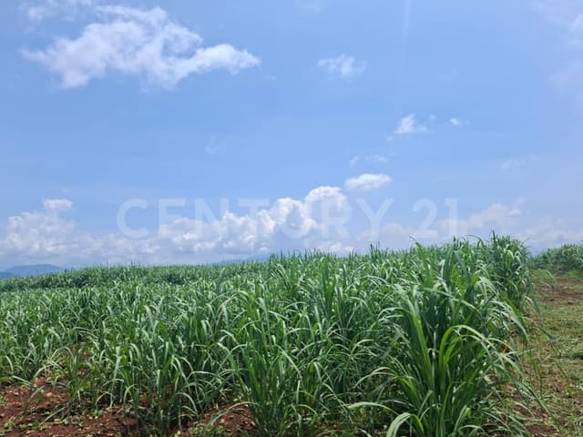 Parcela En Venta En Ejido Fernández La Parotita Cuauhtémoc