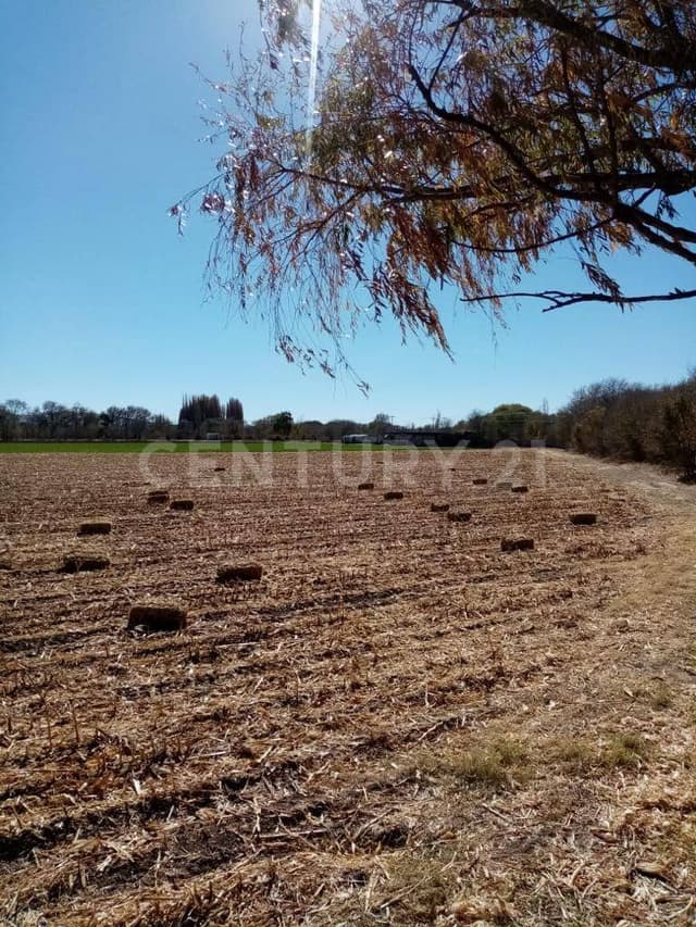 Terreno en venta campo 25.5 Cd. Cuauhtémoc, Chihuahua.