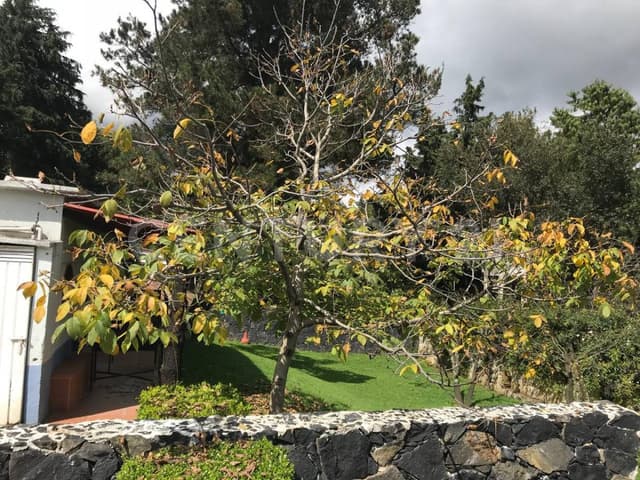 Terreno en Venta en Santo Tomás Ajusco, Tlalpan, Ciudad de México