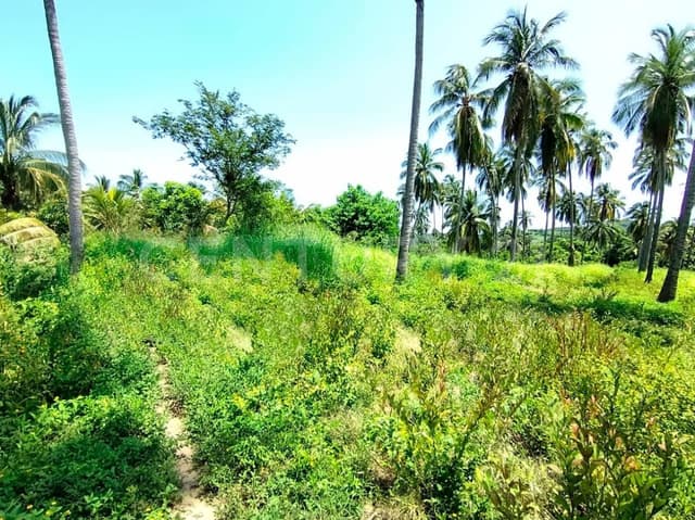 TERRENO EN VENTA EN EJIDO TRES PALOS, EN ACAPULCO, GUERRERO