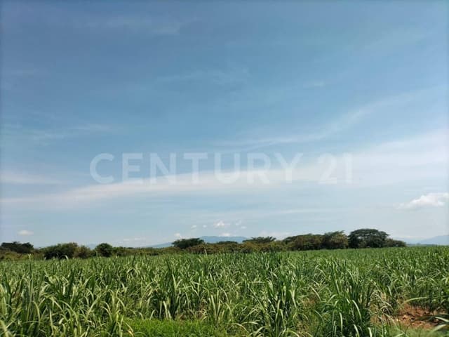 Se vende parcela de 25 Has. Carretera Alcaraces-Alzada s/n, Cuauhtémoc, Col.