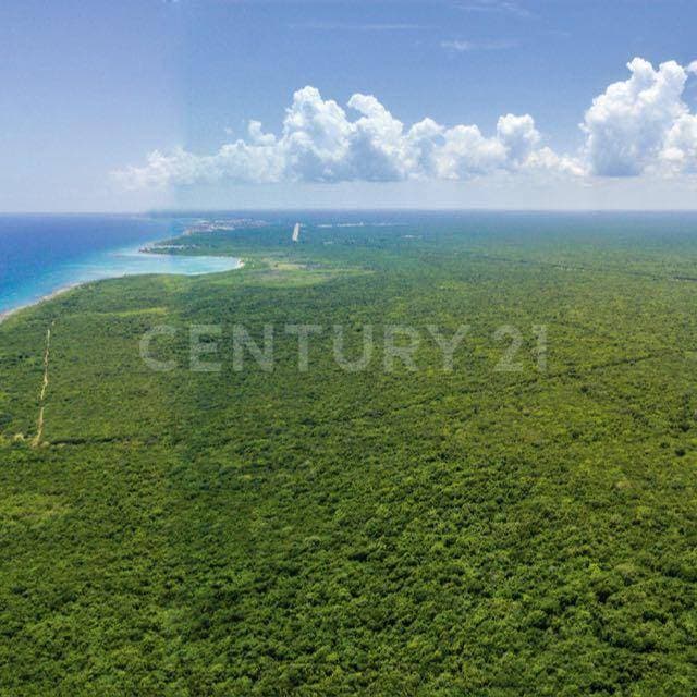 Venta de Lote Hotelero 64 Ha. Frente al Mar Caribe, Playa del Carmen P3758