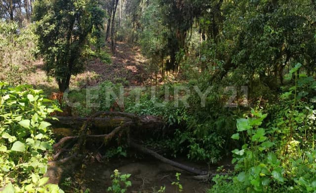 TERRENO EN SAN SIMÓN CON ARROYO Y CERCA RANCHO AVÁNDARO