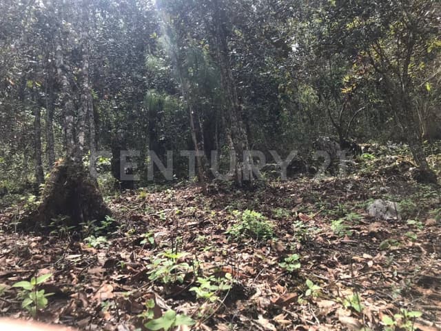 Terreno en Venta Camino a San Jose Buenavista