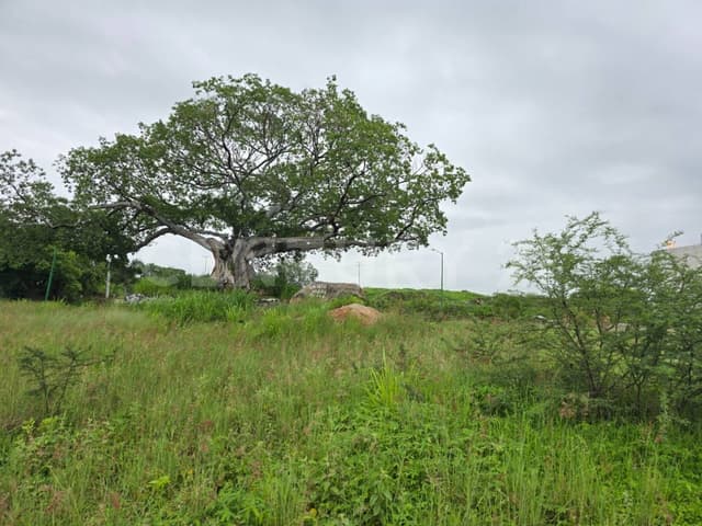 Terreno en Renta en Av. Prol. Hidalgo, Real Santa Fé, Villa de Álvarez