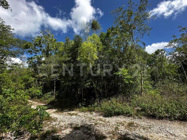 TERRENO EN VENTA EN MACARIO GOMEZ TULUM