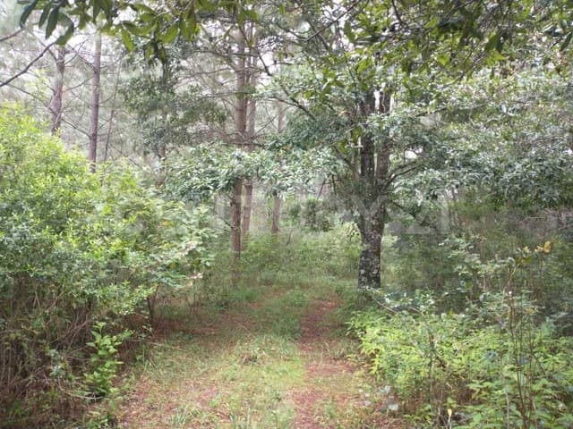 TERRENO EN VENTA, RUSTICO. RANCHERIA EL MANZANILLO, SAN CRISTOBAL DE LAS CASAS