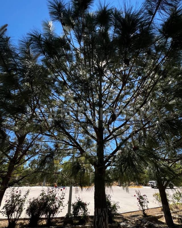 Terreno en Venta en Fracc. VILLA SIENA RESIDENCIAL, Durango, Dgo., México