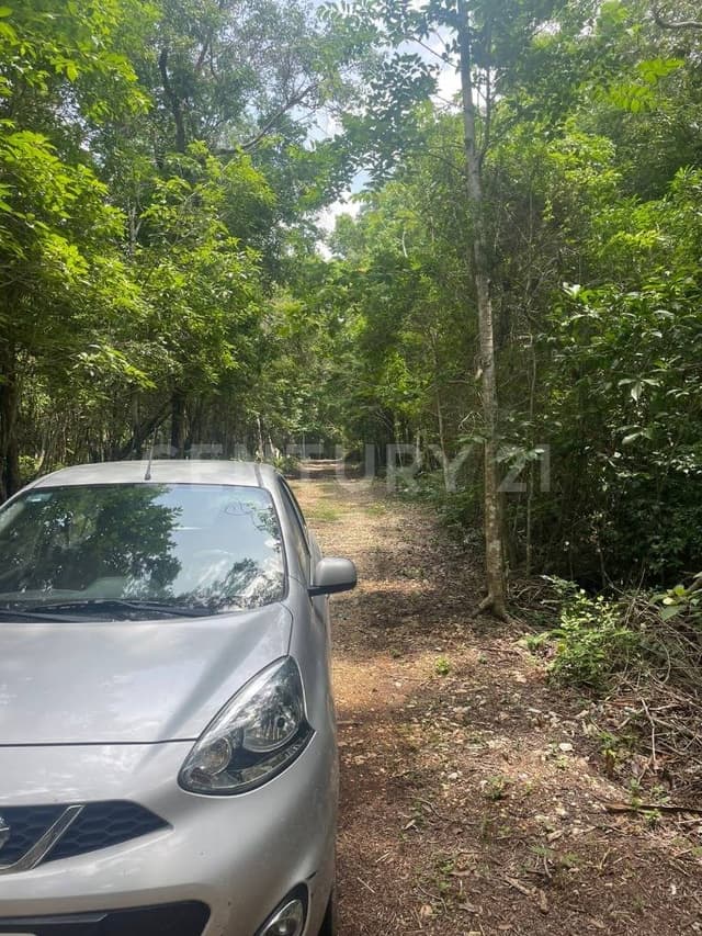 Lote ejidal Francisco Uh May