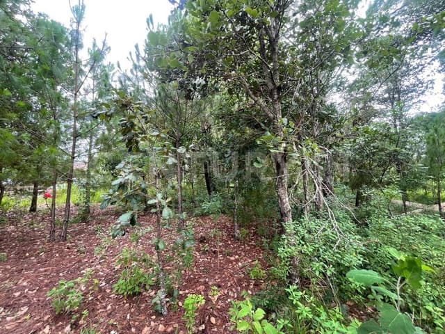 TERRENO EN VENTA, COMUNIDAD SAN JOSE BUENAVISTA, SAN CRISTOBAL DE LAS CASAS