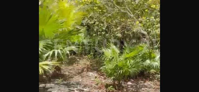 HECTAREA EN VENTA CERCA DEL AEROPUERTO Y ESTACIÓN DEL TREN MAYA – CANCÚN