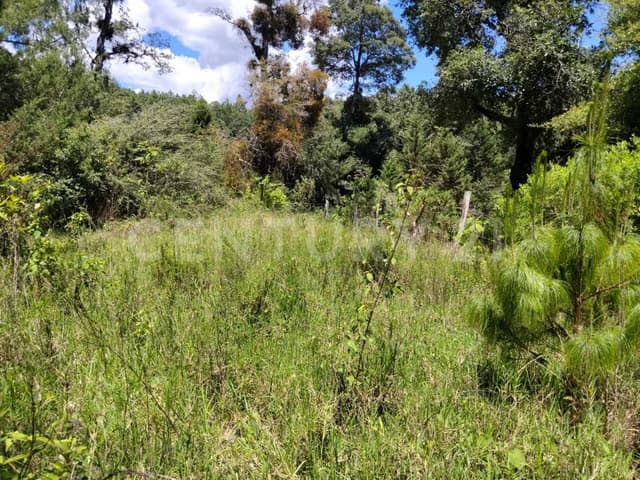 TERRENO EN VENTA, RUSTICO. RANCHERIA EL MANZANILLO, SAN CRISTOBAL DE LAS CASAS