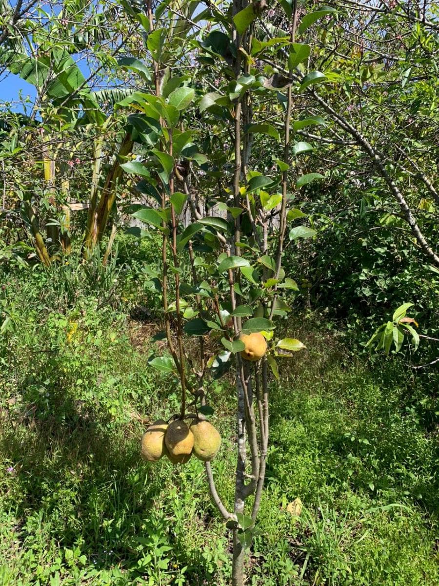 Fotos adicionales