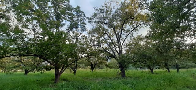 VENTA o RENTA de Casa de Campo y Villas de Descaso en Venta o Renta (RENTA $ 60,000 POR MES ) AMUEBLADAS Y EQUIPADAS TOTALMENTE con Huerta Nogalera en Bustamante Nuevo León México