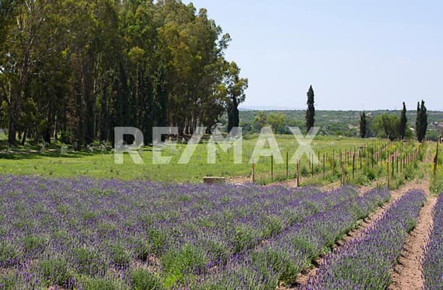 Terreno Viñedo Venta San Miguel de Allende