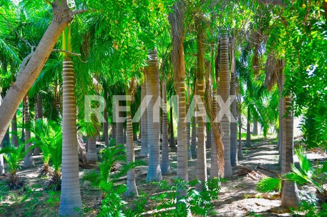 THE CROWN JEWEL AT Las Animas, San Jose del Cabo, MLS #23-131