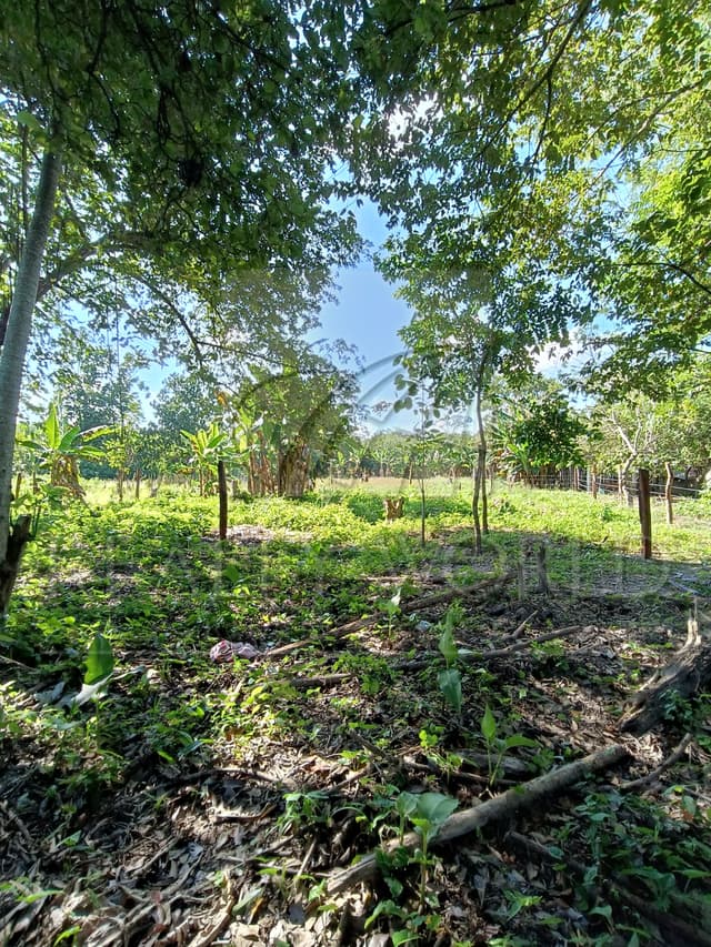 Terrenos en Venta en Buena Vista Río Nuevo 4a Sección