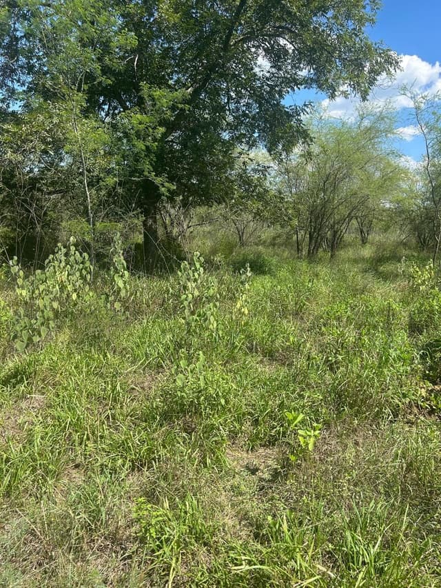 Terrenos en Venta en Valle Hidalgo (La Cotorra)