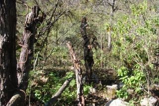 Terrenos en Venta en La Nogalera