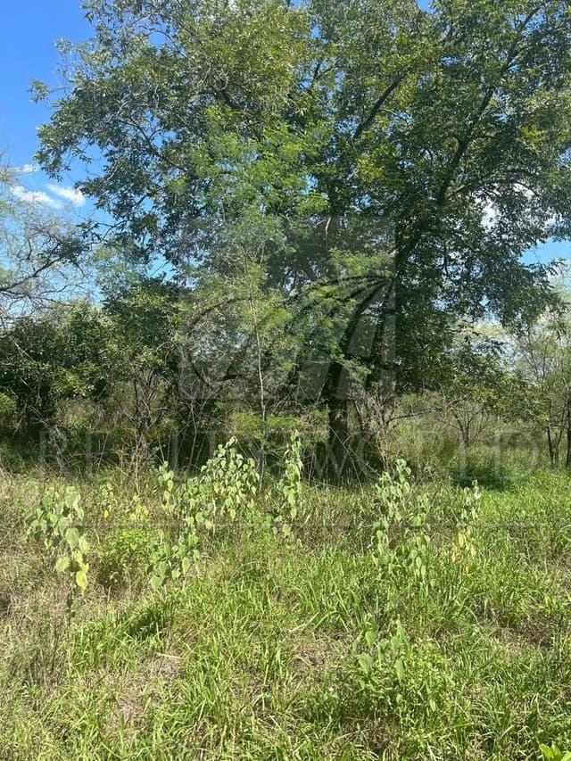 Terrenos en Venta en Valle Hidalgo (La Cotorra)