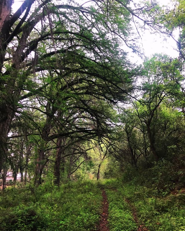 Terrenos en Venta en Allende
