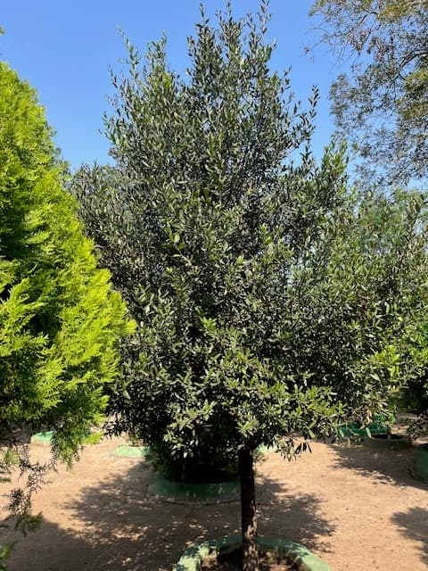 Quintas en Venta en Palmitos (Hacienda Palmitos)