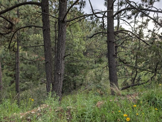 Terrenos en Venta en San Antonio de las Alazanas