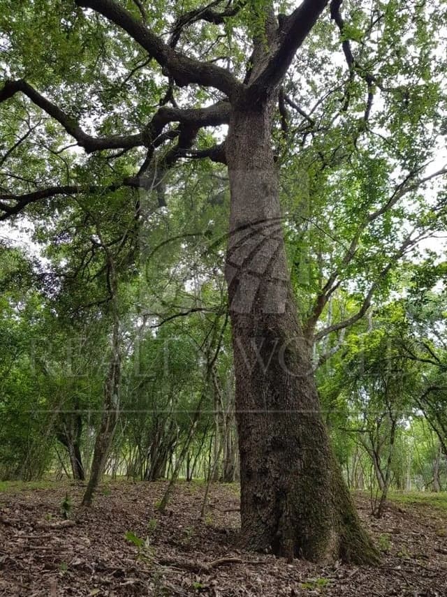 Terrenos en Venta en Carretera Nacional