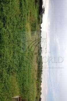 Terrenos en Venta en San Lorenzo Coacalco