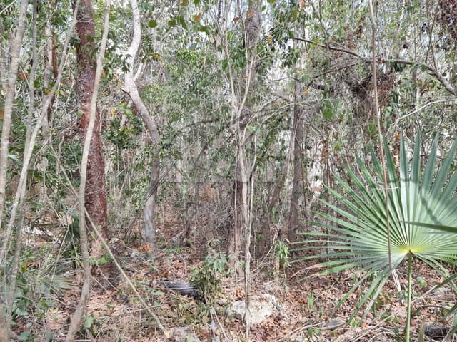 Terrenos en Venta en La Veleta
