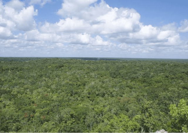 11 Terrenos para residencias en Tulum!