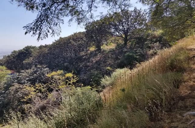 TERRENO EN VENTA EL PALOMAR TLAJOMULCO