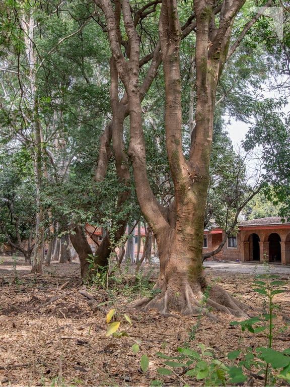 Terreno arbolado en venta en Los Pinos Campestre