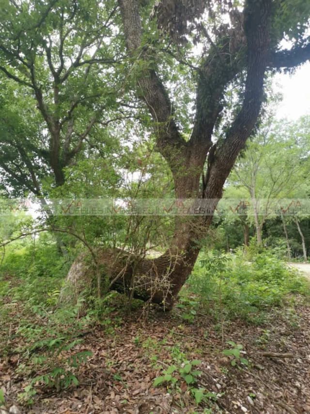 Terreno en Venta en El Pastor, Montemorelos, Nuevo León
