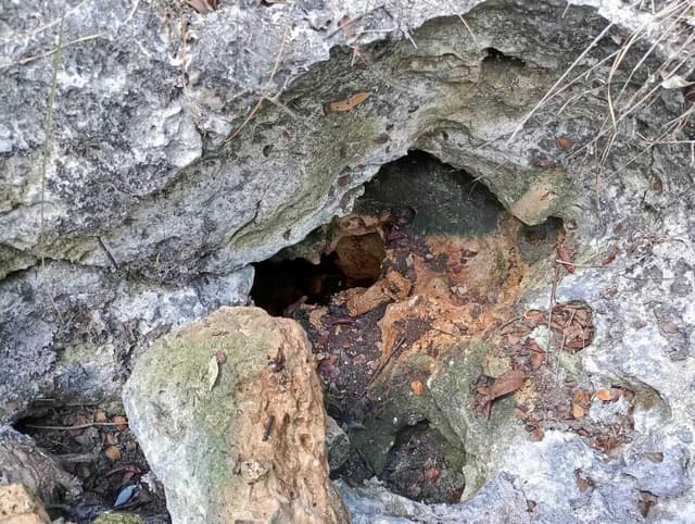 Quintana Roo Puerto Morelos - Leona Vicario, 77596 Leona Vicario, Q.R.