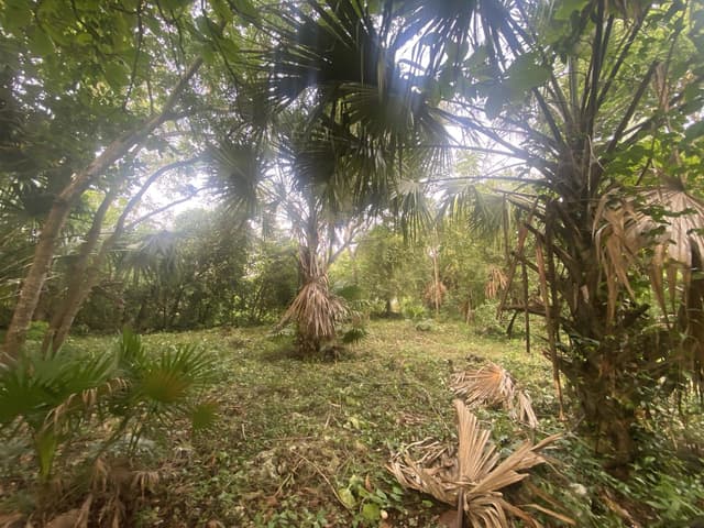 VENTA TERRENO ESCRITURADO EN LEONA VICARIO