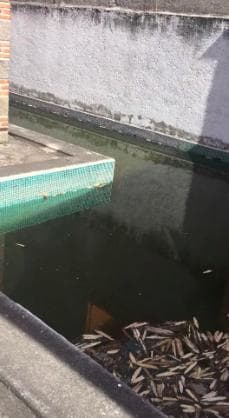 Las Granjas, Cuernavaca, Morelos