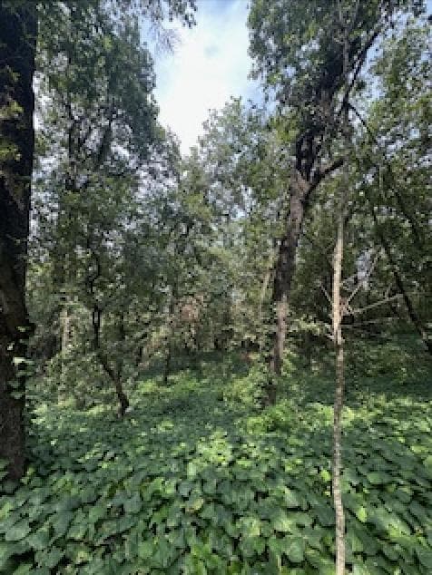 TERRENO VENTA OLINALA