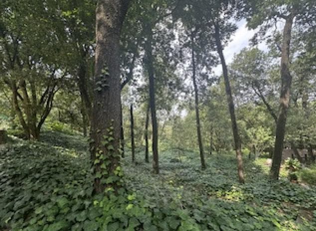 VENTA TERRENO OLINALA SAN PEDRO