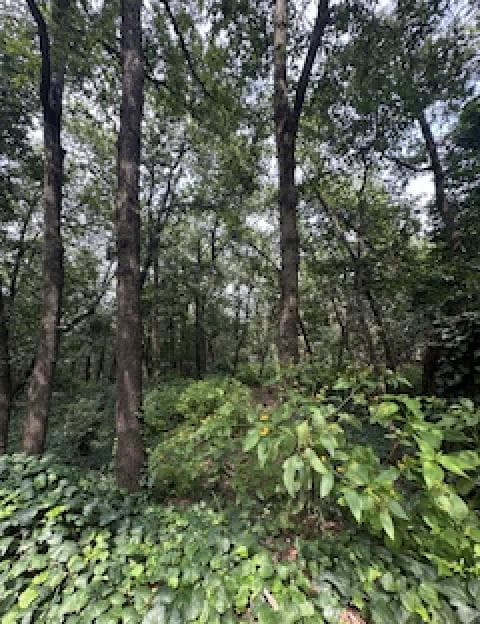 VENTA TERRENO OLINALA SAN PEDRO