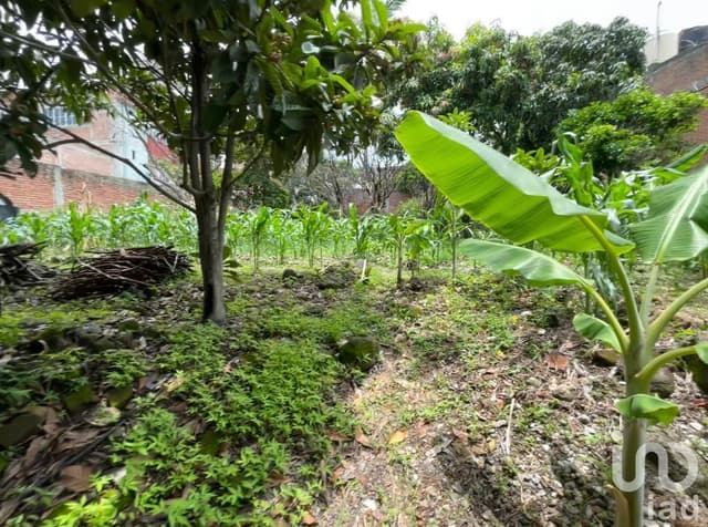 Venta de Casa con amplio jardín con árboles frutales, Temixco, Morelos