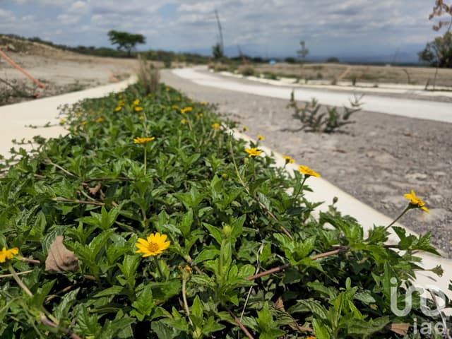 Terrenos en Preventa en Cuauhtemoc. Alta Plusvalía. Escriturables con servicios.