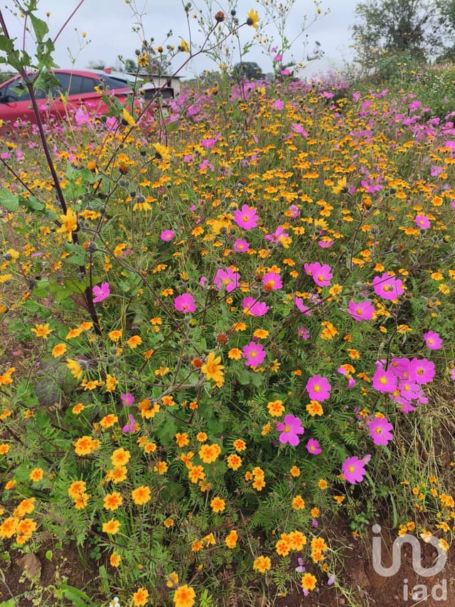 1000m² para Eco villa. Escritura , agua y luz Amealco de Bonfil, Queretaro