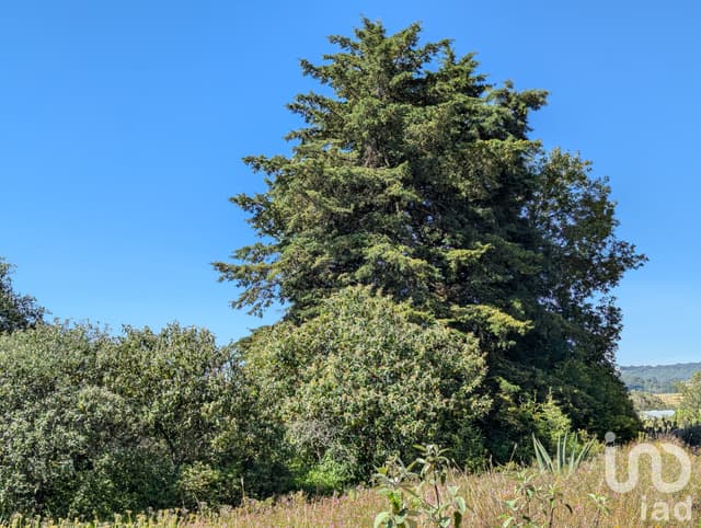 2.5 hectáreas Amealco 15 minutos del centro