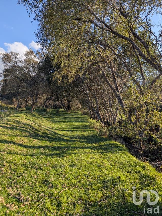 Con Arroyo en la parcela