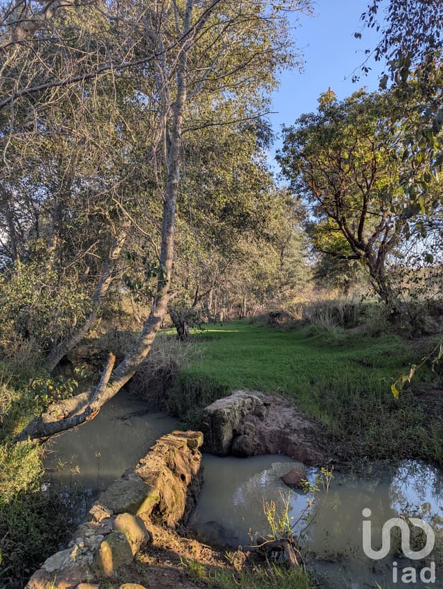 Con Arroyo en la parcela