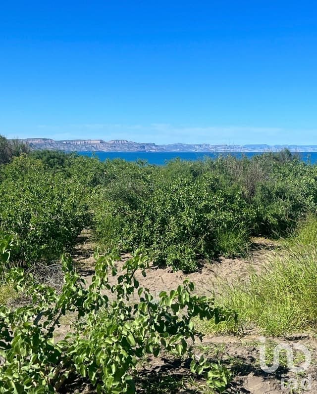 Terreno El Quelele San Juan de la costa