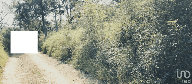 Terreno PACHO NUEVO